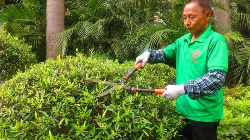 绿化资质转让费用：背后的考量与选择**
