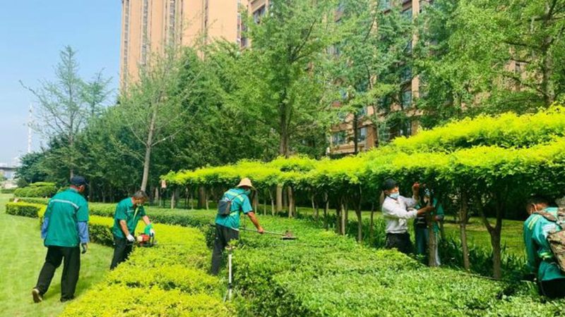 高尔夫球场草坪铺设后的养护关键要点**